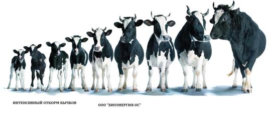 Фото 5 Экструдированный комбикорм для дойных коров и теля, г.Владикавказ 2018